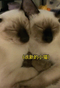 暹罗猫为什么越来越黑？变黑了还能变回去吗