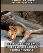 猫身上的跳蚤跑到人身上怎么办？会跑到人身上吗