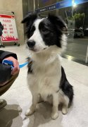 边境牧羊犬为什么不能当警犬？因为太聪明