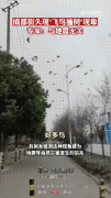飞鸟撞树有什么预兆？鸟为什么会撞树
