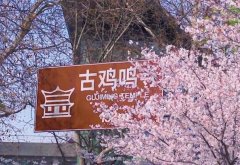 鸡鸣寺的樱花开了什么意思？出处