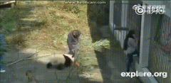 张鑫打大熊猫事件是怎么回事，张鑫打大熊猫最后结局