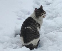 哈基米日语什么意思？哈基米日语里面可不是猫