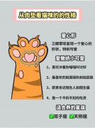 猫咪肉垫形状看性格，共有六种形状，性格拿捏超准！