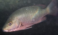 紫红笛鲷纯淡水能养吗？最好加点盐