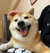 Cheems表情图,小狗Cheems是什么病死的?