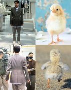 吴世勋为什么是小鸡仔，看一张图一目了然！