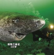 格陵兰鲨为什么能活那么久，它们吃什么东西