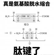 氨基酸脱水缩合骂人是什么意思？形成肽键