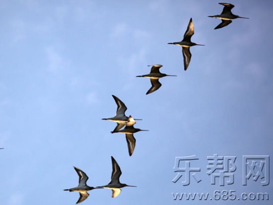 吐血整理！史上最全鄱阳湖观鸟攻略！