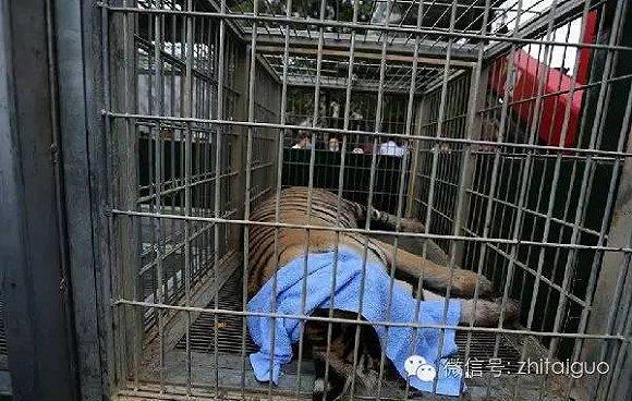 泰国虎庙黑幕大起底：你所以为的天堂，只是一座巨大的“虎肉罐头厂”
