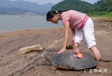 千年龟被放生一步三回头 头大过男子拳头(图)