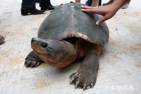 千年龟被放生一步三回头 头大过男子拳头(图)