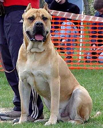 西班牙加纳利犬.jpg