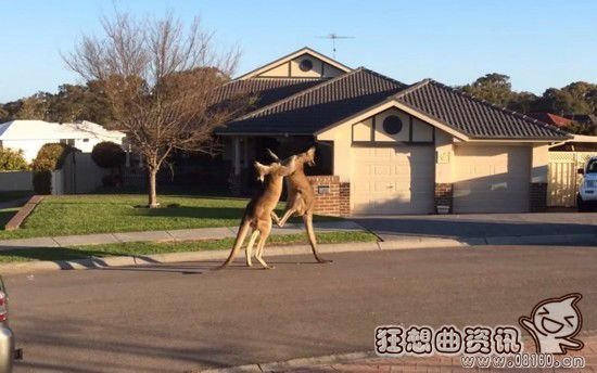 澳大利亚袋鼠当街