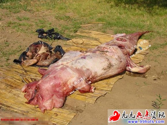 从鳄鱼肚子里的解剖出来的碎尸体(组图，慎入)