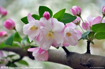 海棠花与其他花的详细区别，海棠花有什么寓意和象征
