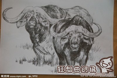 疯狂野牛踢死狮子视频，野牛的生活习性是怎样的