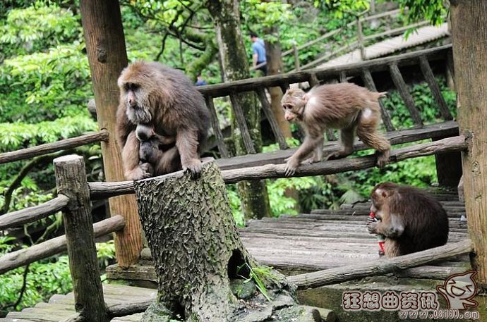 峨眉山上的猴子会耍流氓，关于峨眉山看猴子的注意事项