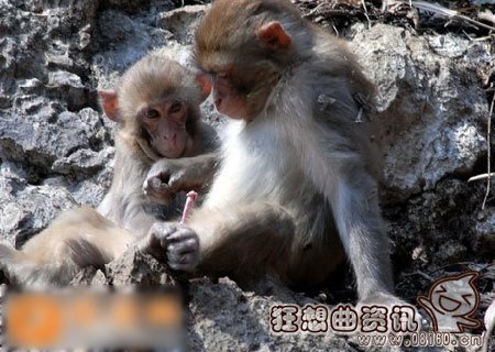 峨眉山上的猴子会耍流氓，关于峨眉山看猴子的注意事项