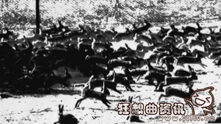 澳大利亚兔子满大街泛滥成灾，澳大利亚兔子泛滥成灾真实视频