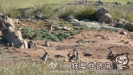 澳大利亚兔子满大街泛滥成灾，澳大利亚兔子泛滥成灾真实视频