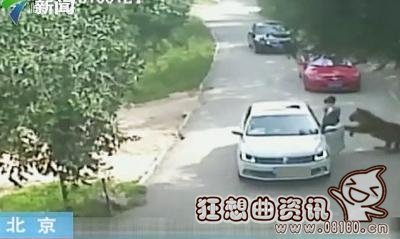老虎伤者下车竟是因为晕车？老虎伤人事件后续什么情况了