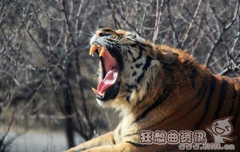 老虎伤者下车竟是因为晕车？老虎伤人事件后续什么情况了