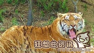 老虎伤者下车竟是因为晕车？老虎伤人事件后续什么情况了