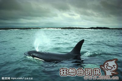 目前鲸鱼有多少种类,鲸鱼的祖先是什么