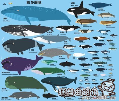 目前鲸鱼有多少种类,鲸鱼的祖先是什么