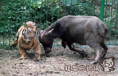 动物园东北老虎竟然敢吃牛，老虎吃牛真实视频实拍