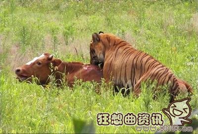 动物园东北老虎竟然敢吃牛，老虎吃牛真实视频实拍
