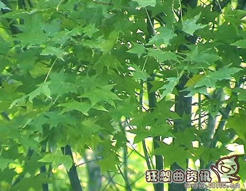 五角枫和梧桐树有什么区别，五角枫和元宝枫有什么区别