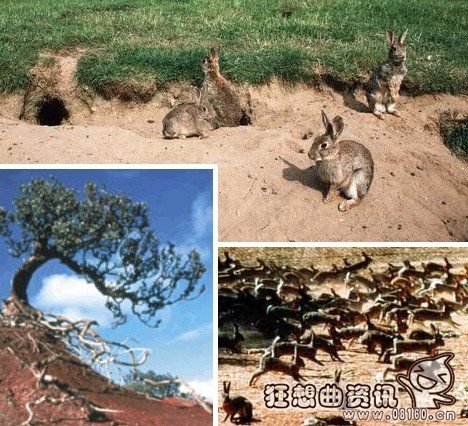 物种和种群两者是什么关系?物种是怎么形成的