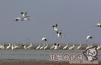 候鸟的种类都有哪些?候鸟是不是国家保护动物