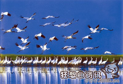 候鸟的种类都有哪些?候鸟是不是国家保护动物