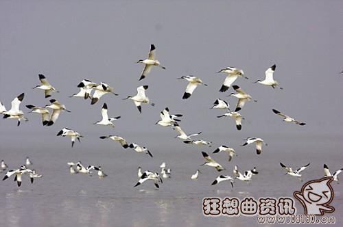 候鸟的种类都有哪些?候鸟是不是国家保护动物