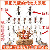 蚁后是怎么在蚁群中产生的?蚁后的寿命一般有多长