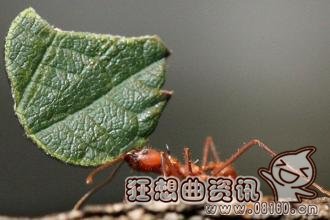 蚁后是怎么在蚁群中产生的?蚁后的寿命一般有多长