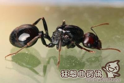 蚁后是怎么在蚁群中产生的?蚁后的寿命一般有多长
