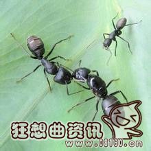 蚁后是怎么在蚁群中产生的?蚁后的寿命一般有多长