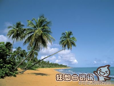 椰子树种类主要有哪些，椰子树有什么样的用途