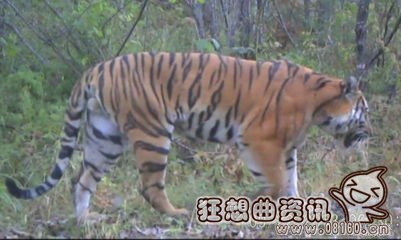 东北虎比普通老虎体格大多少？东北虎有什么特点
