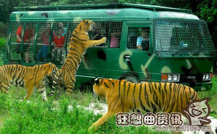 东北虎比普通老虎体格大多少？东北虎有什么特点