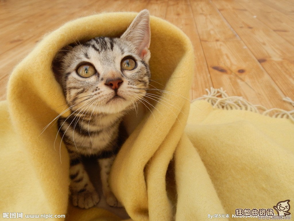 伪爱猫变态人士每天杀猫，杀猫是不是属于违法