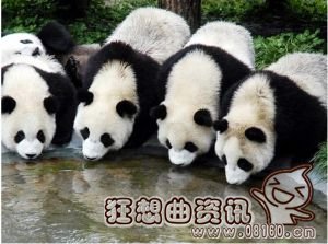 国宝熊猫的祖先是谁，熊猫为什么被称为国宝