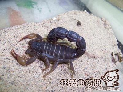 养蝎子1年能赚多少钱，蝎子好不好养