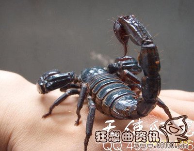 养蝎子1年能赚多少钱，蝎子好不好养