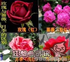 玫瑰和月季有什么区别，月季花和玫瑰花有什么不同的功效